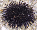 Morski jež (Arbacia lixula)
