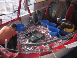 Sortiranje ribe na krmi koćarice